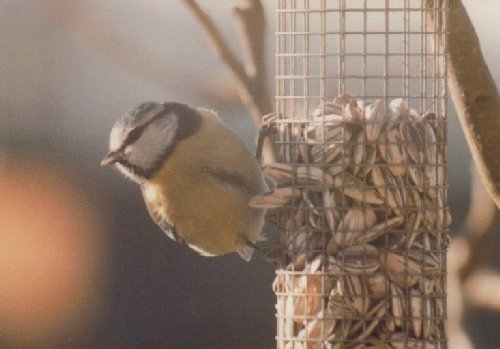 Blue tit on feeder